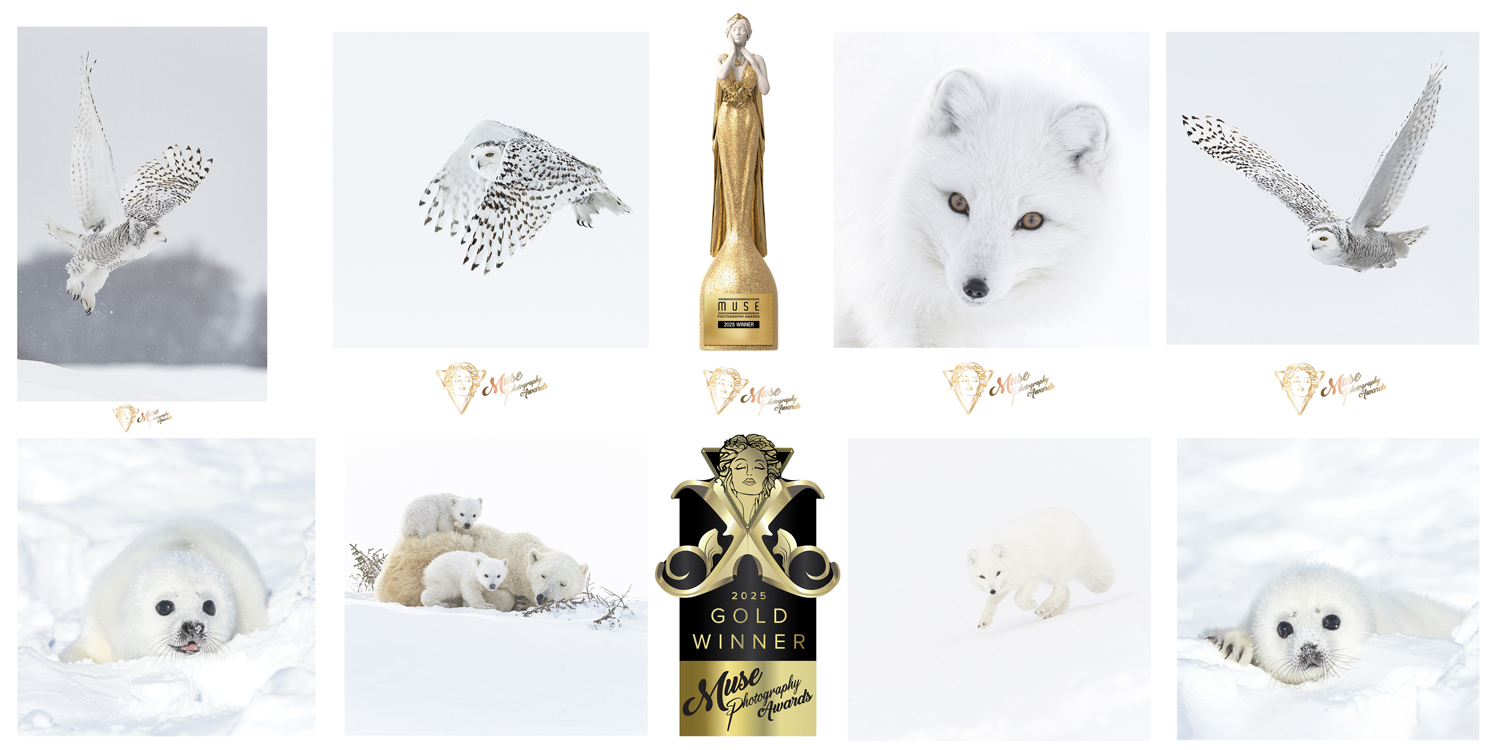 Photo de concours