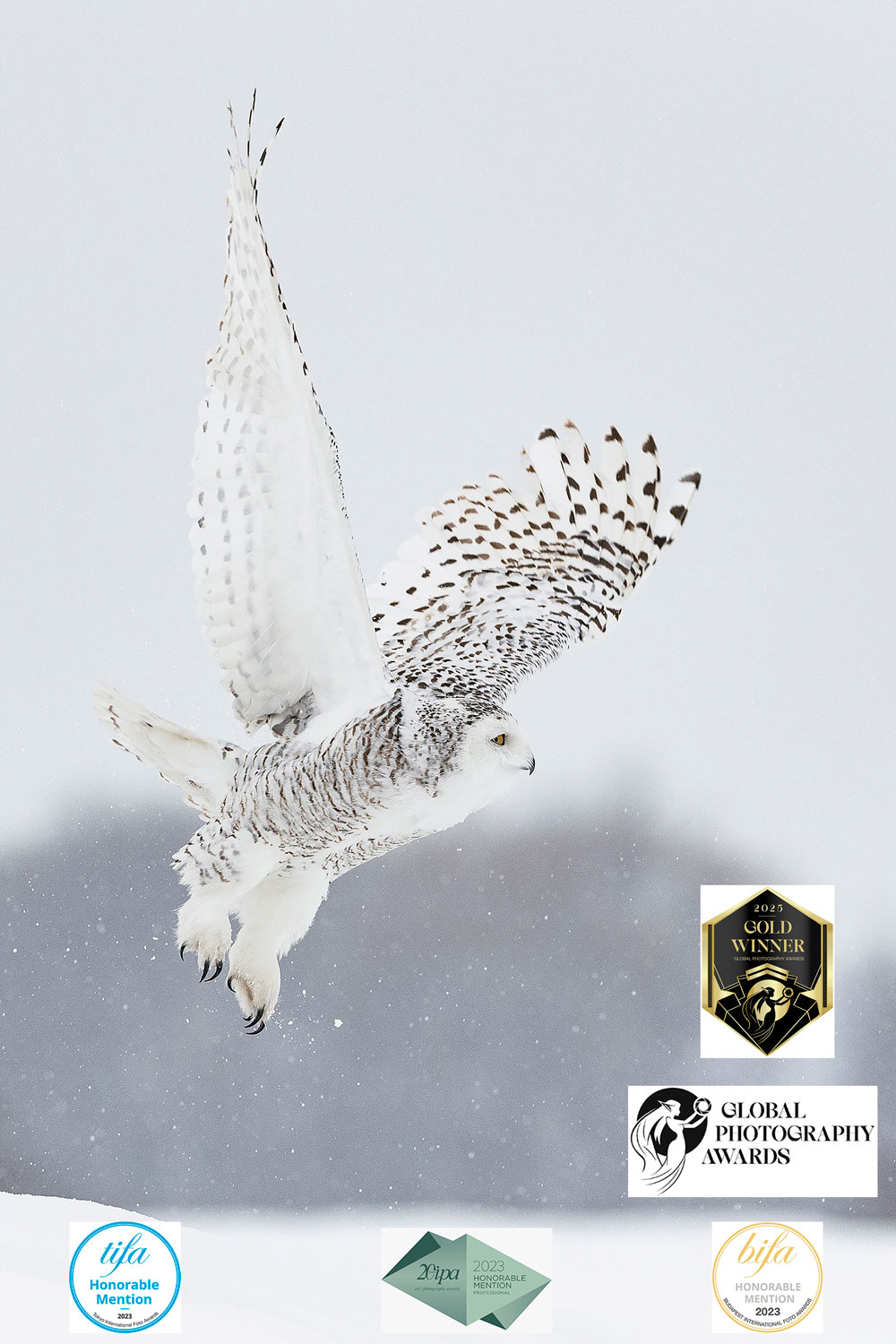 Photo de concours